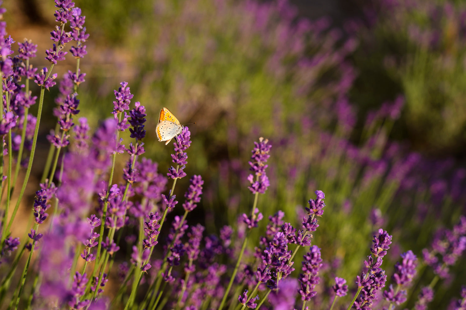 Lavanda
